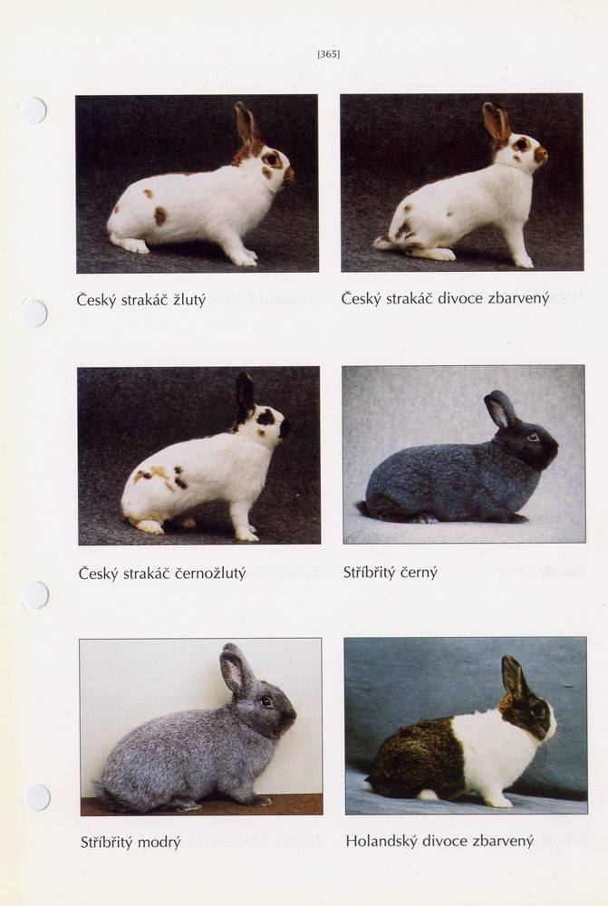 Породы кроликов с фотографиями и описанием: крупные и мясные, декоративные и пуховые
