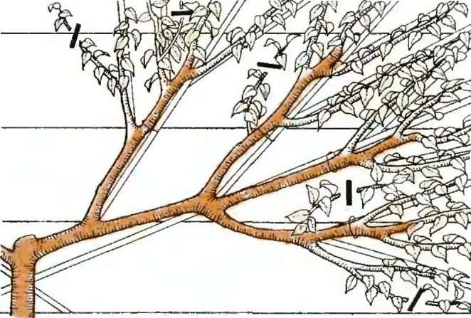 Обрезка абрикоса: схема обрезки, особенности сезонных обрезок, уход за деревом, что будет, если не сделать обрезку?