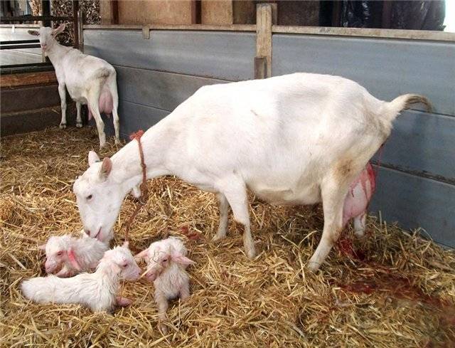 Описание признаков беременности и скорого окота у козы, уход за животным в это время и после родов