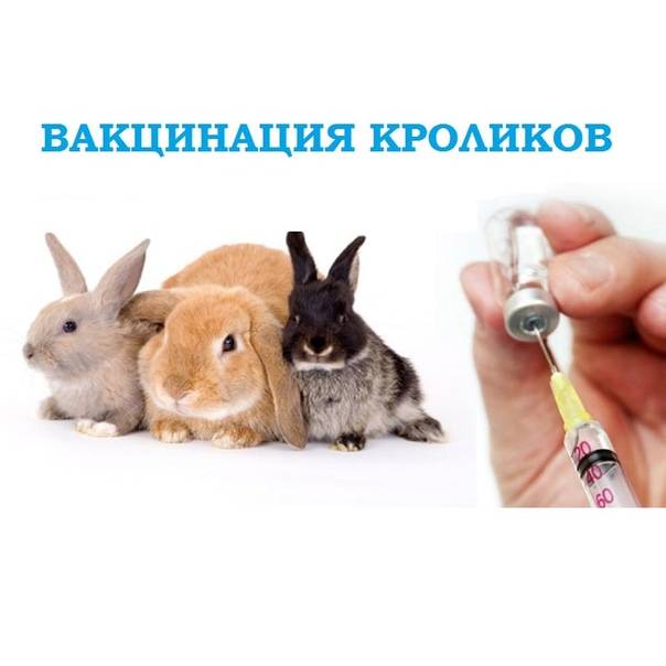 Прививки декоративным кроликам – вакцина от миксоматоза и вгбк