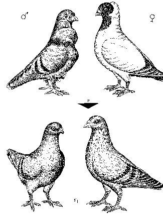Как спариваются голуби: анатомический процесс размножения