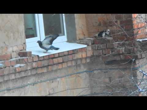 Как избавиться от голубей: на балконе, подоконнике или крыше