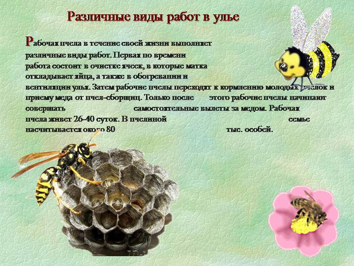 Среднерусская пчела: фото, видео, описание и характеристика породы