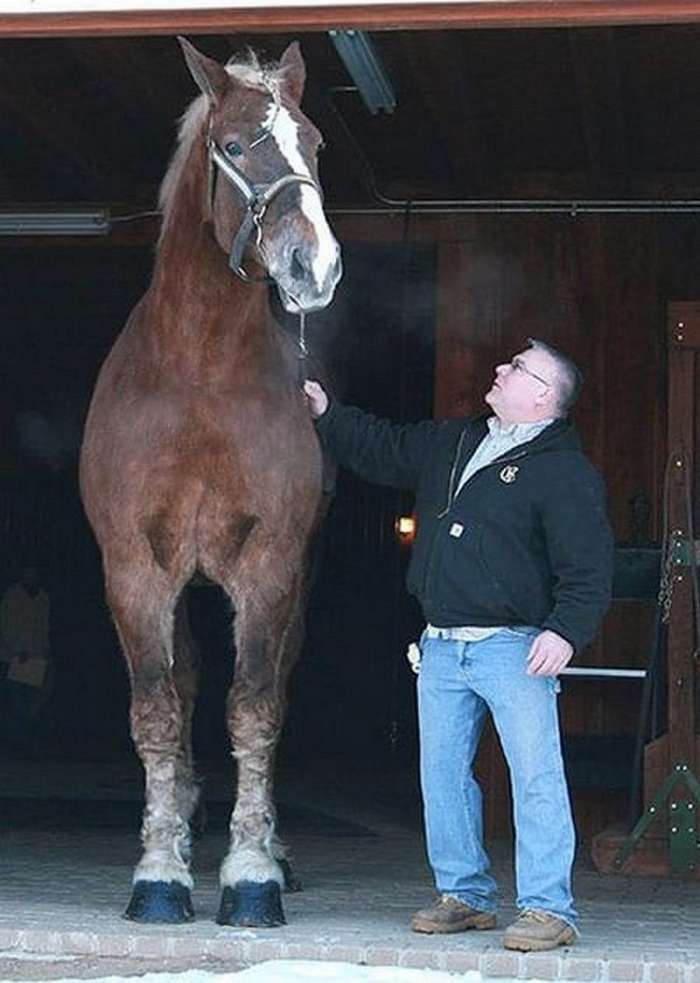 Самая большая лошадь в мире фото