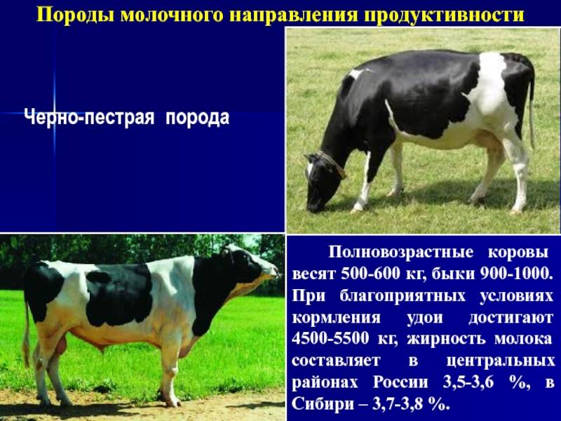 Молочная продуктивность коров черно пестрой породы