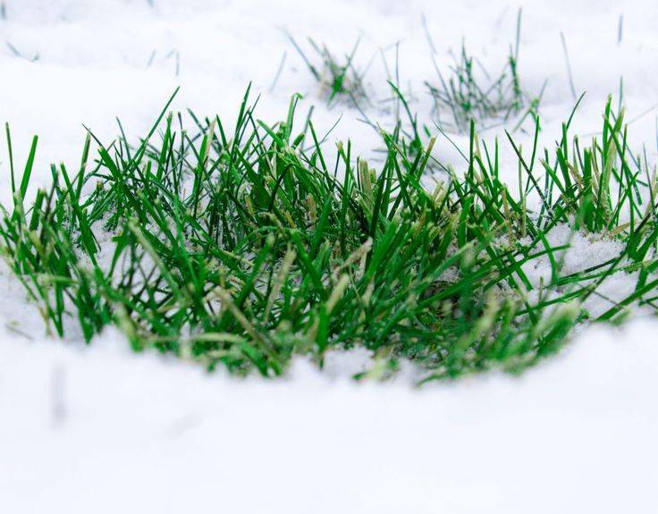 Подготовка газона к зиме: последняя стрижка, подкормка