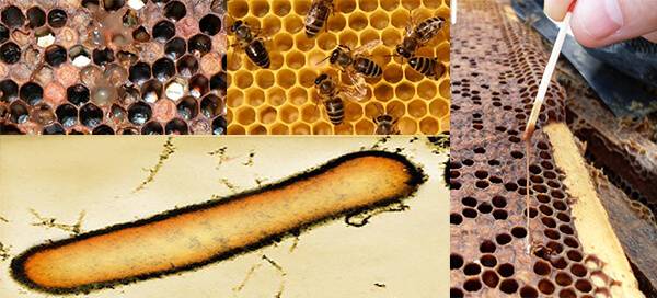 Как распознать и лечить гнилец у пчел?