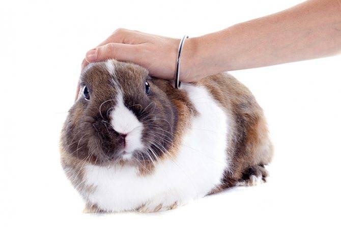 Как приучить кролика к рукам: как правильно брать на руки