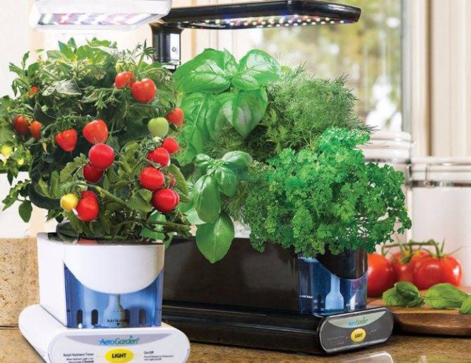 Советы дачницы, как выращивать овощи и ягоды с выгодой | сад-огород | аиф югра