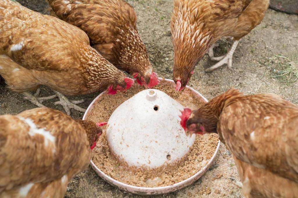 Как повысить яйценоскость кур?
