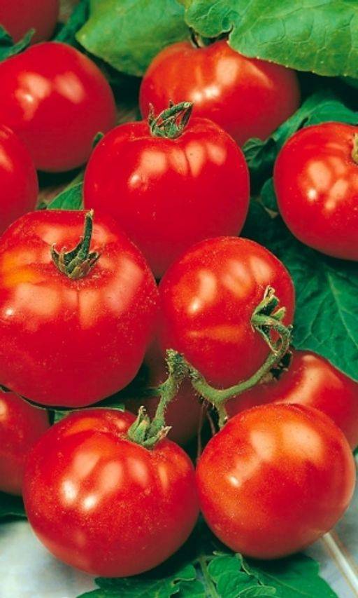 «сказочный» томат красная шапочка: ранний и неприхотливый