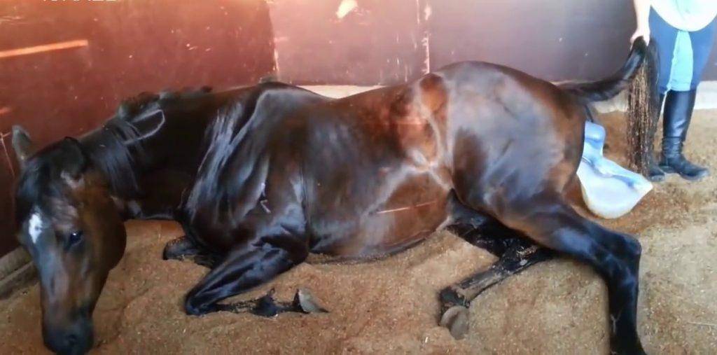 Как рожают лошади, сколько ходит беременная кобыла