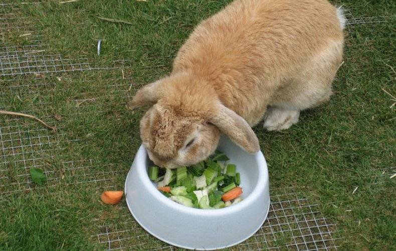 Можно ли кроликам давать кабачки — разъясняем по порядку