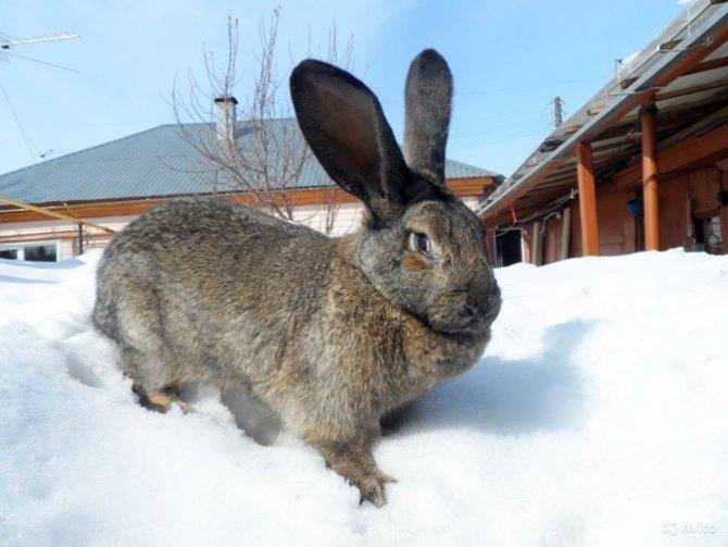 ᐉ кролик серый великан: описание, характеристика, содержание и разведение породы - zooon.ru