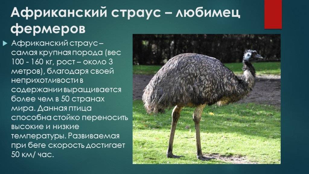 Характеристики страусов: сколько весят и какой высоты могут быть?