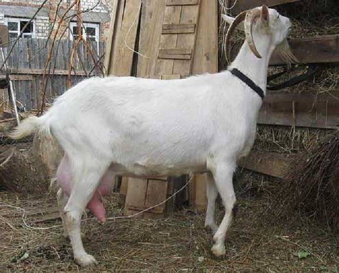 Обзор пород молочных коз без запаха