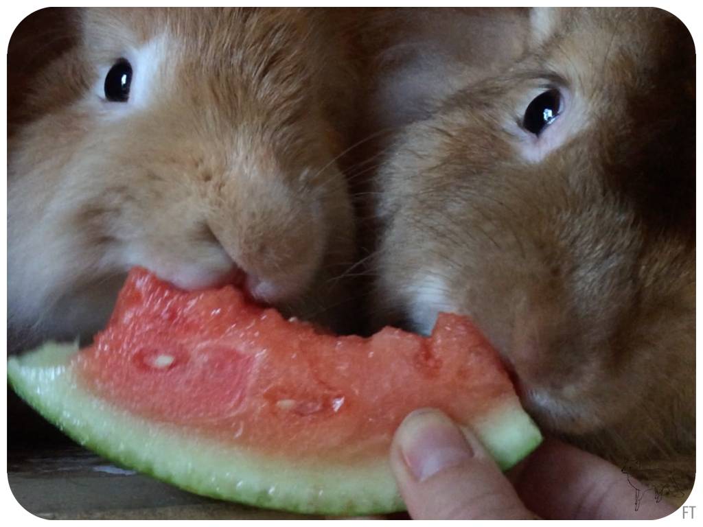Можно ли давать кроликам арбузные корки: особенности питания, полезные рекомендации
