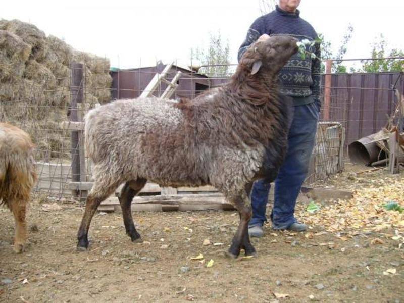 Эдильбаевская порода овец: характеристика, содержание и разведение