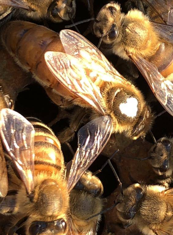 Порода пчел бакфаст - характеристика, плюсы и недостаток, фото и отзывы пчеловодов