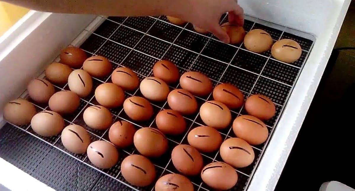 8 самых лучших инкубаторов для яиц: домашние, автоматические и для мини-ферм