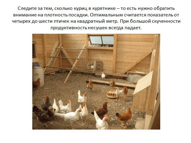 10 признаков того, что курица села на яйца и стала наседкой