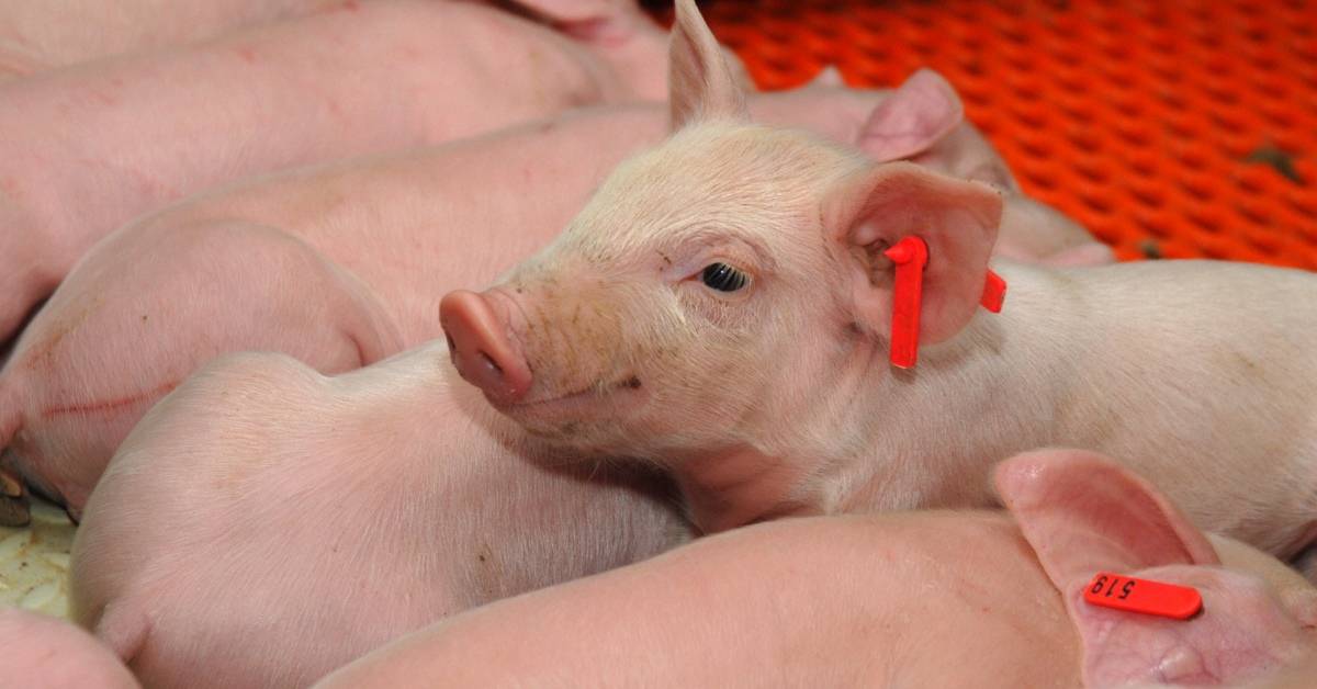 Свинья не кормит новорожденных поросят: причины, как искусственно выкормить поросят