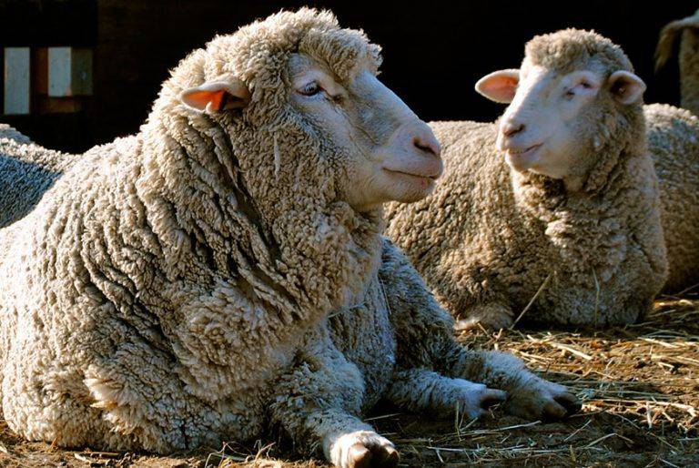 Порода овец тексель: фото, характеристика, описание и уход