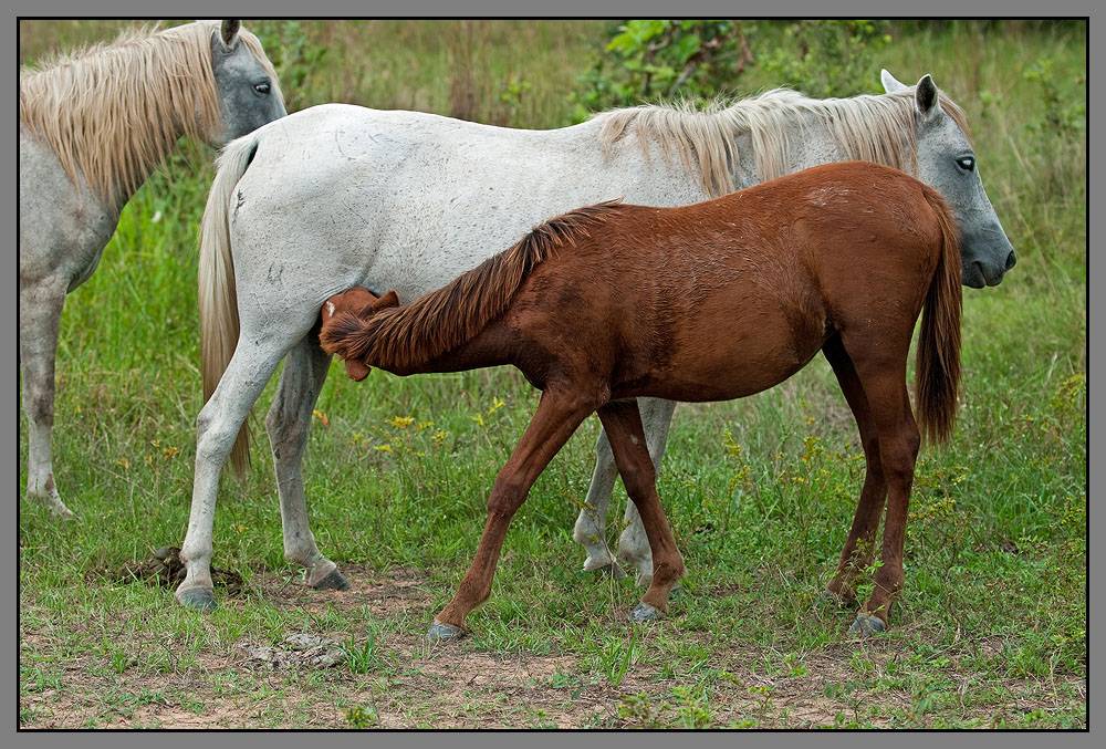 Чудеса эволюции – получение гибридов лошадей с другими видами