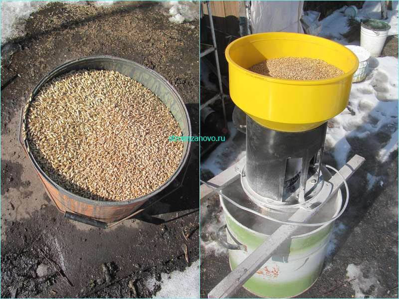 Пшеница в домашних условиях: инструкции по проращиванию