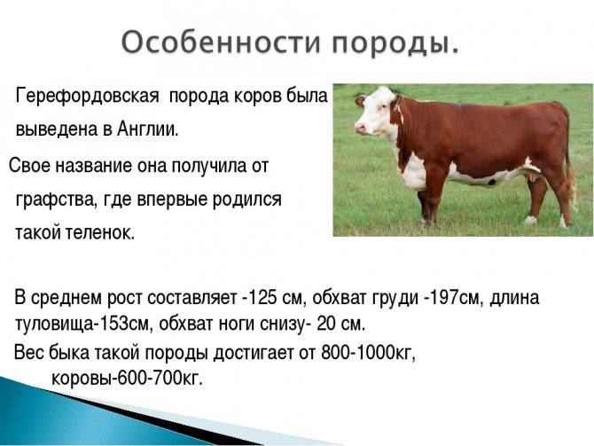 Породы коров мясного и молочного направления