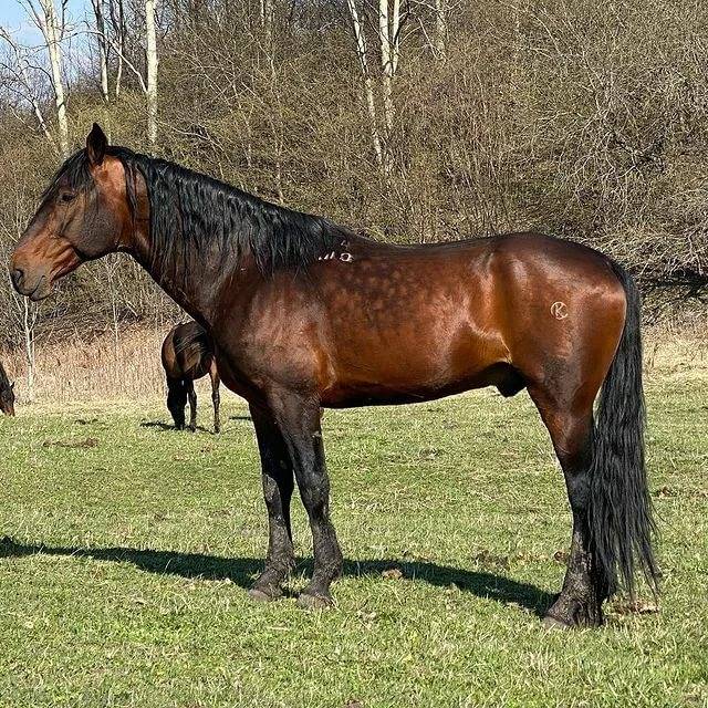 Кабардинская порода лошадей их особенности, характер, история возникновения и применение кавказских коней