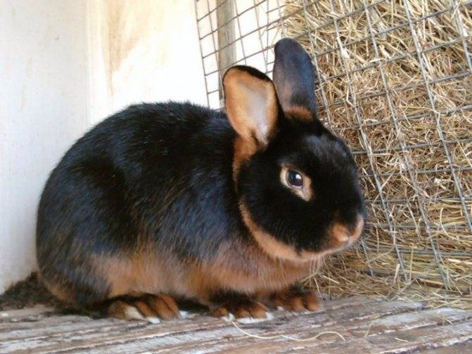 Черно-огненный кролик: описание и характеристика породы
