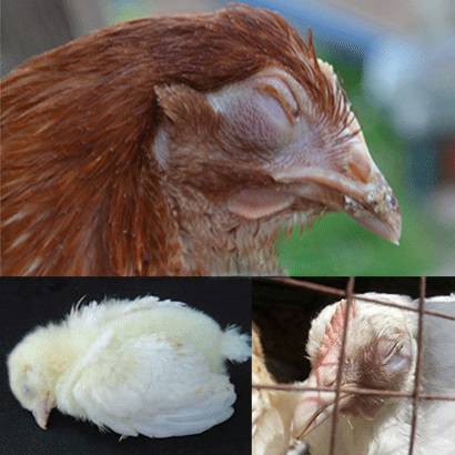 Болезнь марека у птицы – симптомы, схемы лечения и профилактика от nita-farm