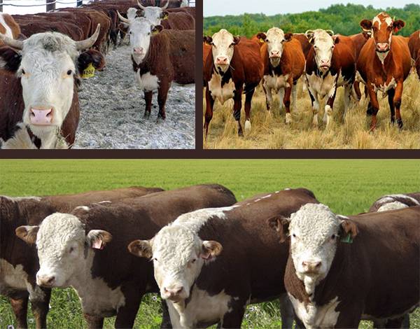 Казахская белоголовая порода коров — описание и характеристика прдуктивности