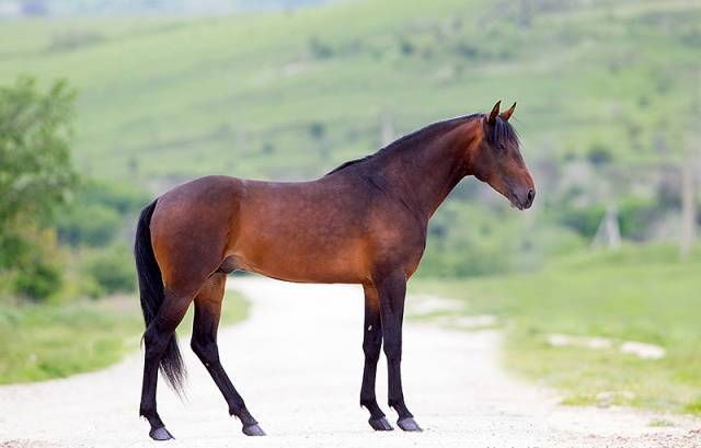 Карачаевская порода лошадей - горная порода лошадей | zoodom