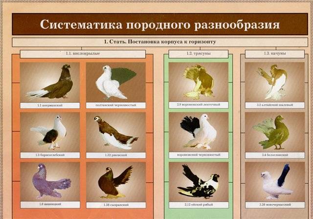 Описания 50 пород голубей и сколько видов существует в мире