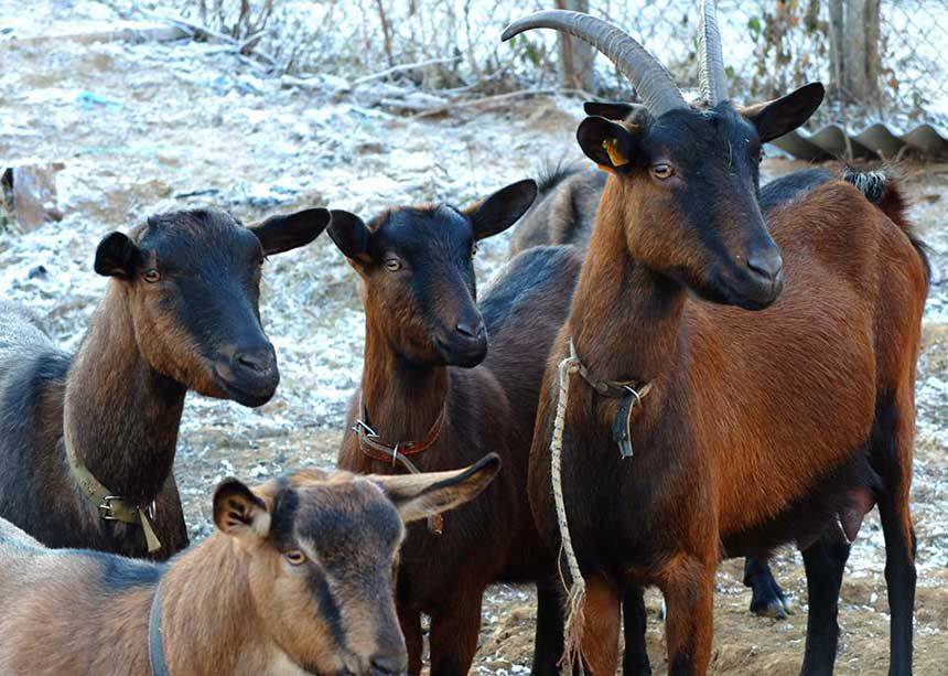 Чешская порода коз - описание, фото и видео | россельхоз.рф