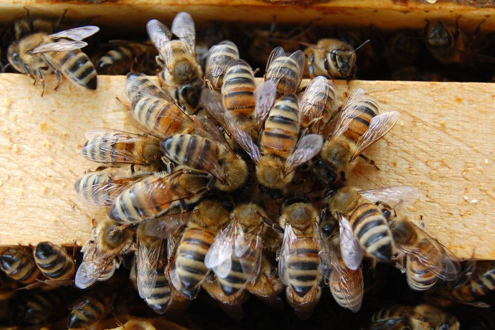 Бакфаст порода пчел: их недостаток, характеристика и особенности содержания
