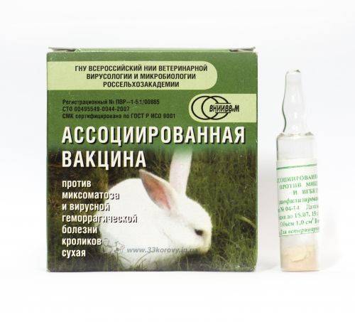 Вакцинация кроликов: какие прививки нужны и когда их делать