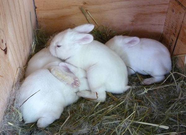 Новорожденный молодняк у кроликов: когда отнимать, как кормить и ухаживать