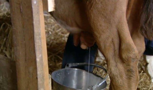 Как увеличить надои молока у КРС