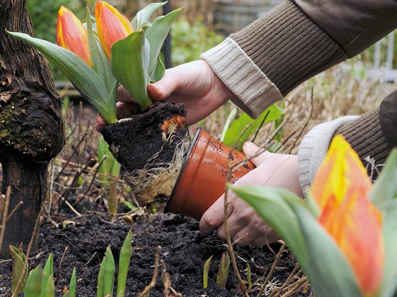 Топ-3 основных правила осенней посадки тюльпанов