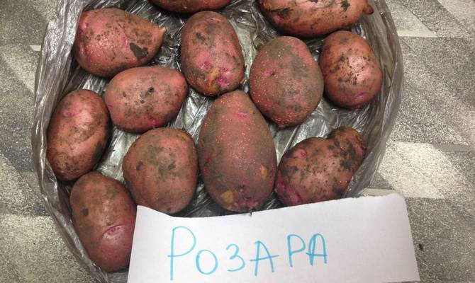 Описание сорта картофель розара – характеристика, отзывы огородников, вкусовые качества