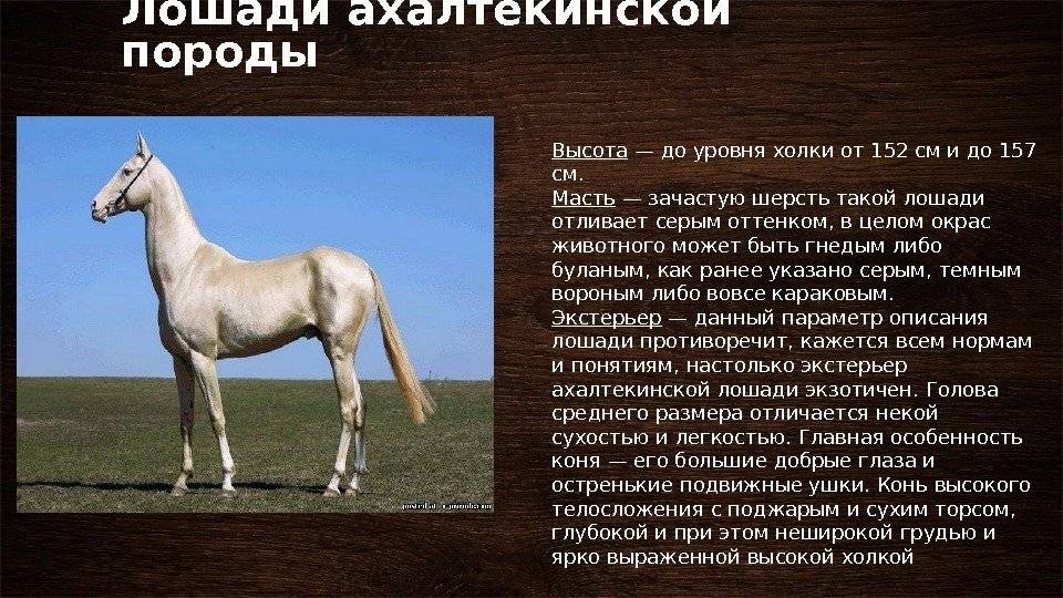 Породы лошадей: название, описание, фото, видео