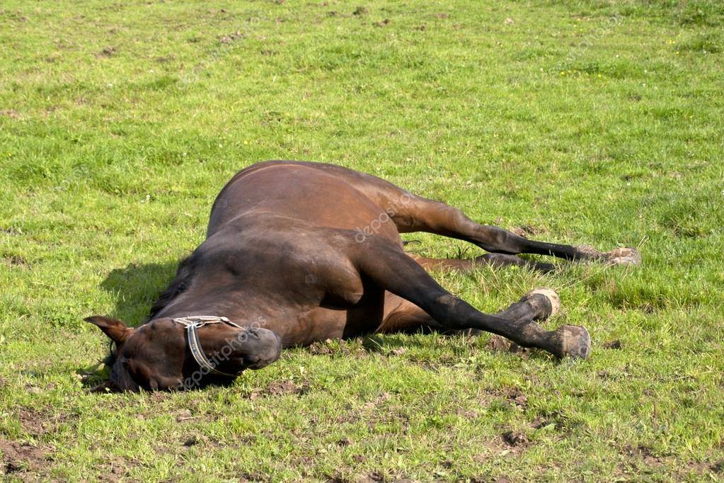 Как спят лошади — мифы и правда о способах отдыха животного