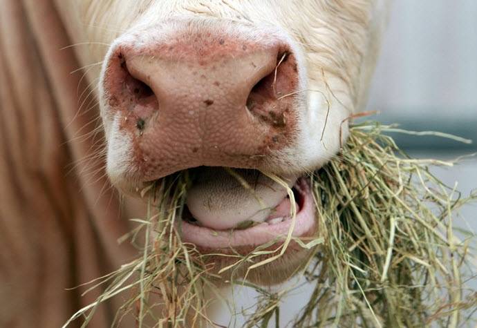 Что делать, если пропала жвачка у коровы?