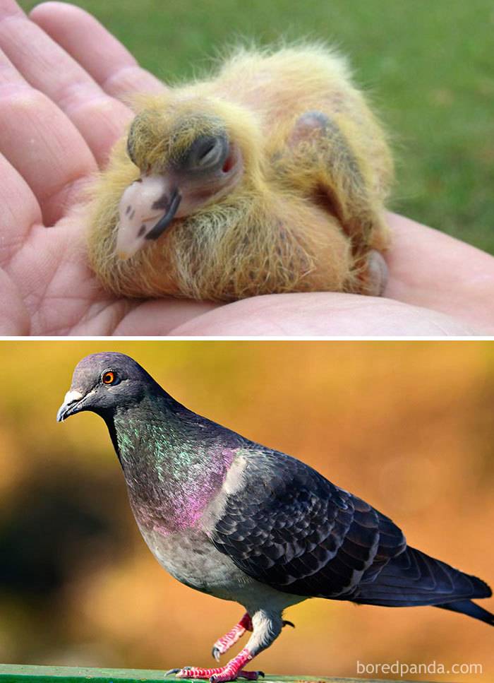 Фото маленьких птенцов голубей: как выглядят и где живут детеныши
фото маленьких птенцов голубей: как выглядят и где живут детеныши