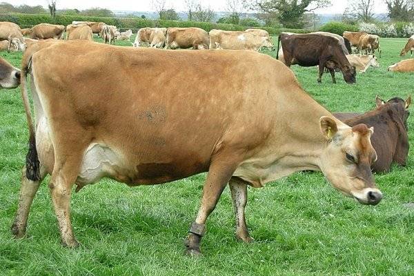 Джерсейская порода коров – отличительные характеристики быков джерси, описание крс, фото бычков и телят