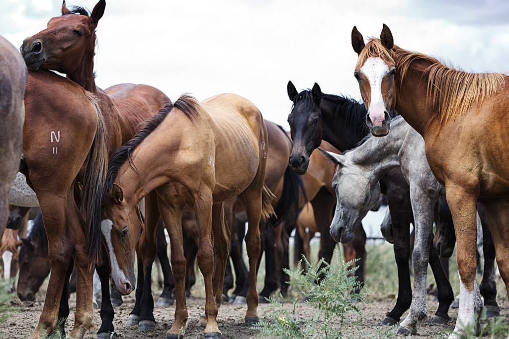 Разведение и выращивание лошадей как бизнес — обобщенный взгляд