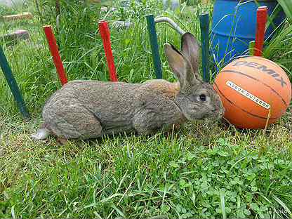 Кролики породы фландр: описание, содержание и разведение